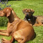 Bella and Fudge
